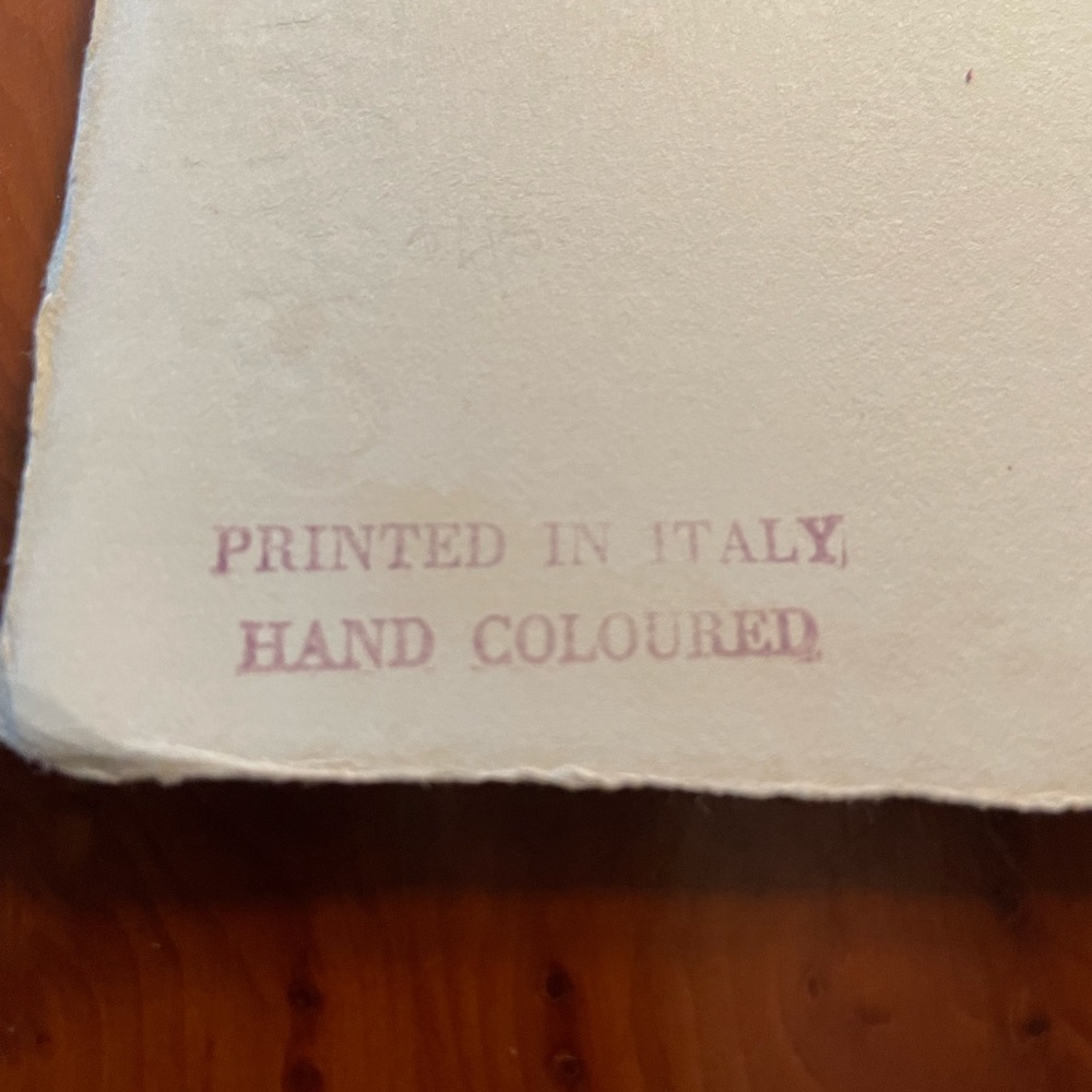 Hand Colored Botanical - Picture 5 of 9